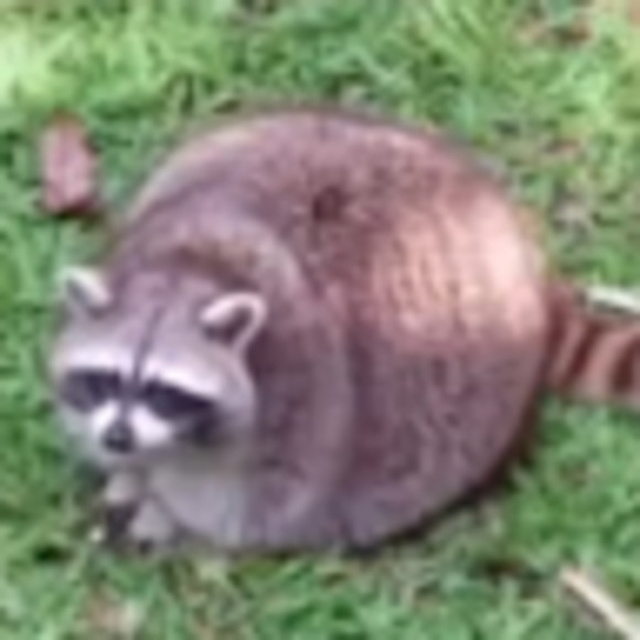 Meet your Posher, Aurelio - Picture 1 of 1